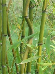 Phyllostachys – Aureosulcata