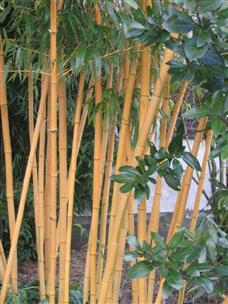 Phyllostachys – Aureosulcata-Aureocaulis