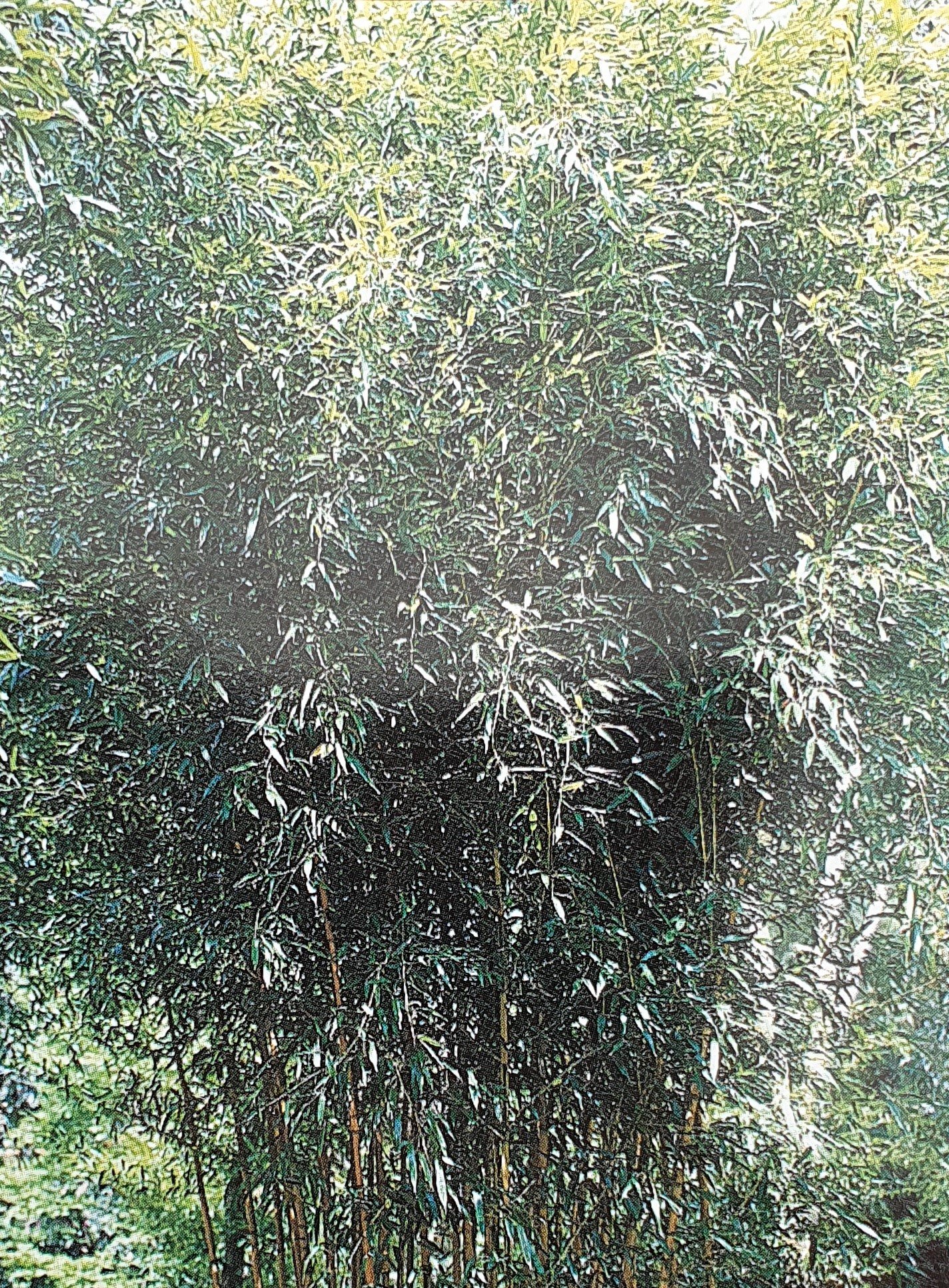 Phyllostachys – Aureosulcata-Spectabilis