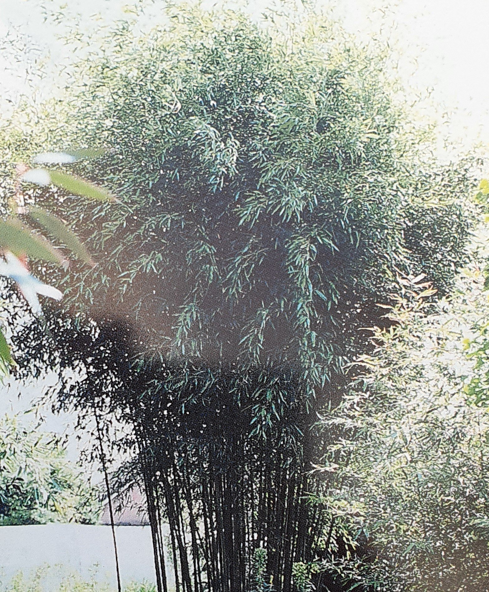 Phyllostachys – Bissetii