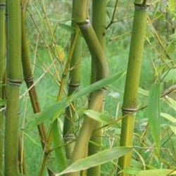 Phyllostachys – Aureosulcata