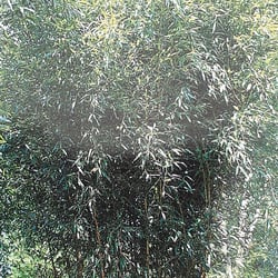 Phyllostachys – Aureosulcata-Spectabilis