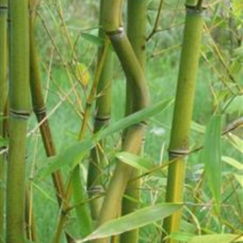 Phyllostachys – Aureosulcata