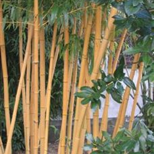 Phyllostachys – Aureosulcata-Aureocaulis